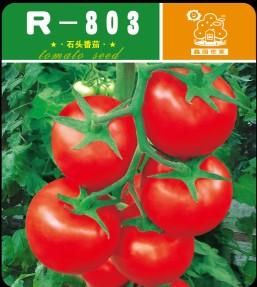R-803——番茄种子