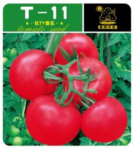 T-11——番茄种子