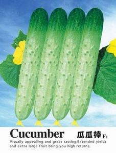 瓜瓜棒——黄瓜种子