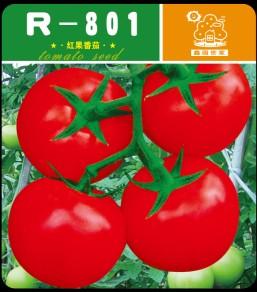 R-801——番茄种子